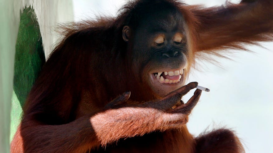 Indonesia Smoking Ora_Higg.jpg